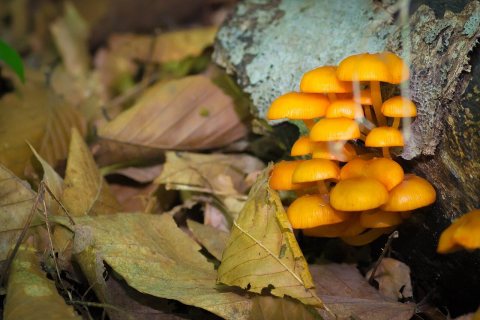 Mycena leaiana