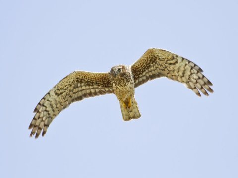 Circus hudsonius flying, Alturas, California, USA (2)