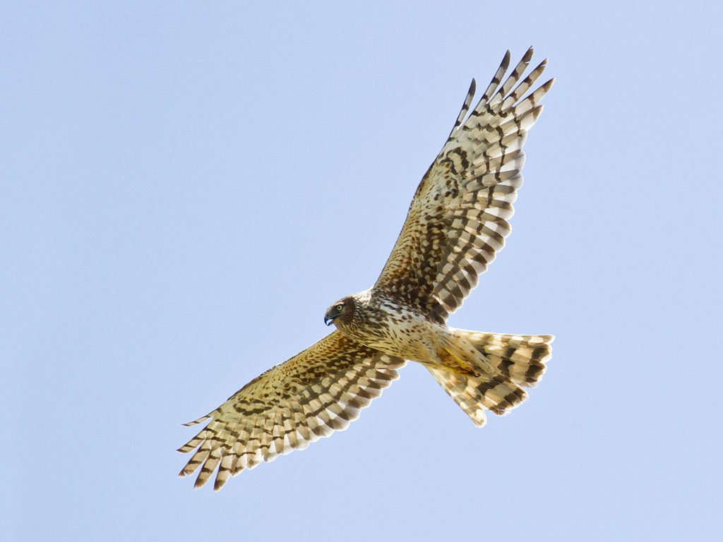 Circus hudsonius flying, Alturas, California, USA (1)