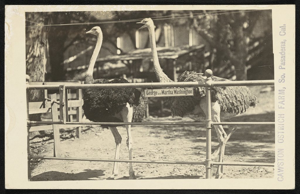 Cawston ostrich farm, So. Pasadena, Cal