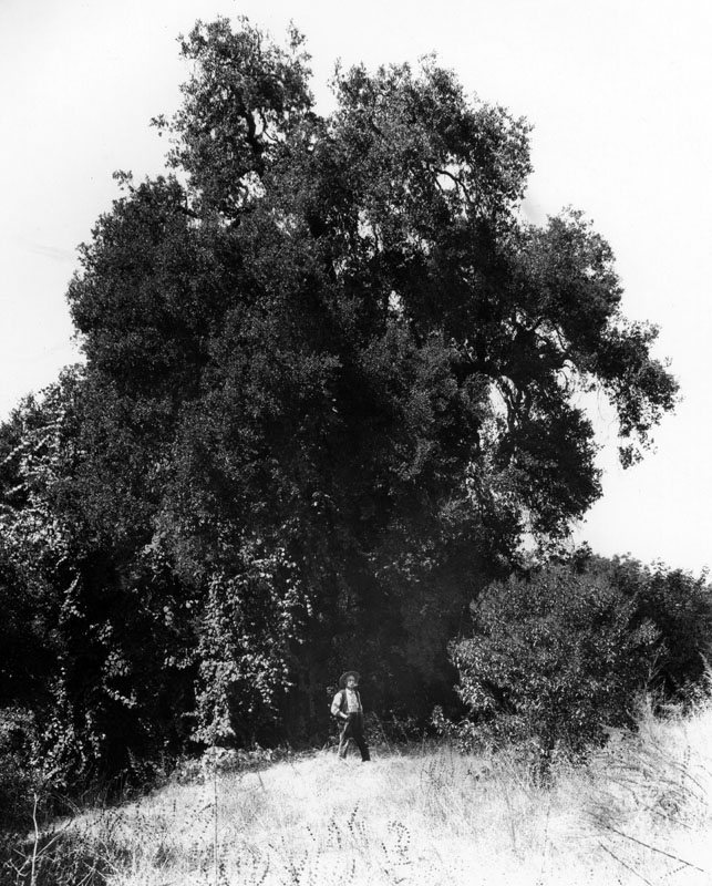 Cathedral Oak