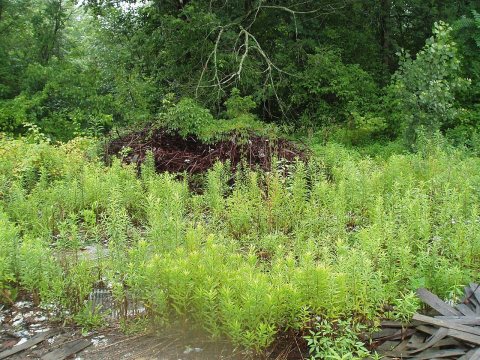 Clarington - Leek Property (COAF)