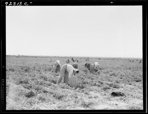 Untitled photo, possibly related to: Pea pickers near Calipatria, California