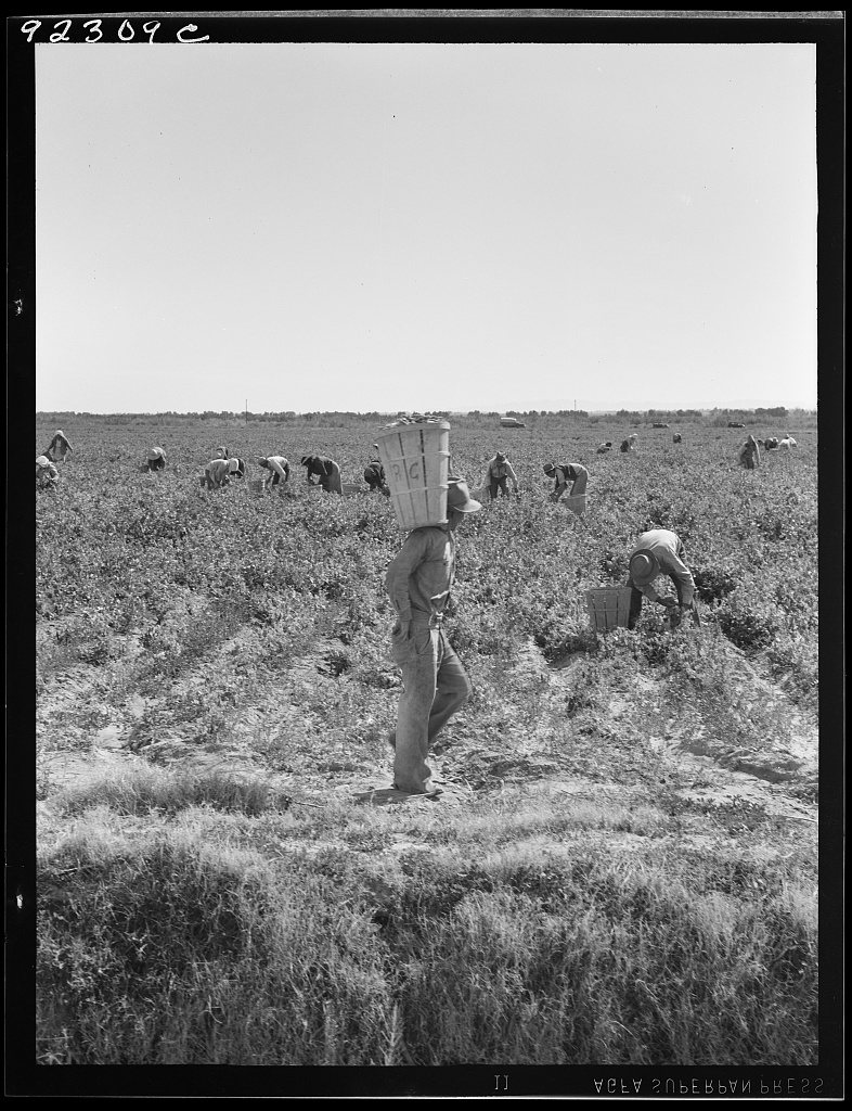 Untitled photo, possibly related to: Pea pickers near Calipatria, California