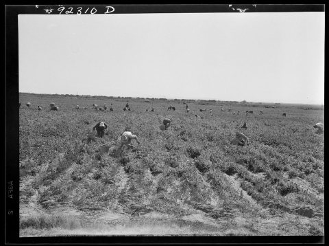Untitled photo, possibly related to: Pea pickers near Calipatria, California