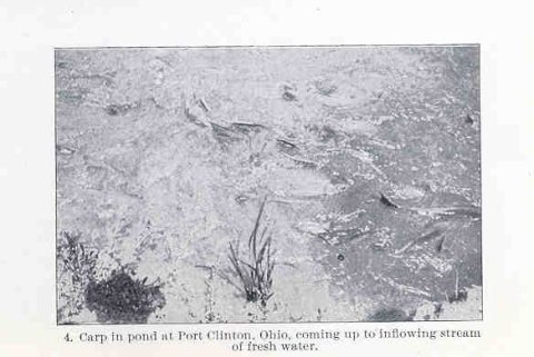 FMIB 33521 Carp Ponds in Lake Erie Region