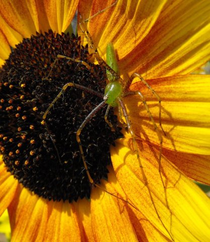 Peucetiasunflower