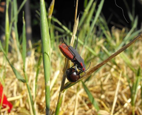 Red-shouldered bug - Jadera haematoloma