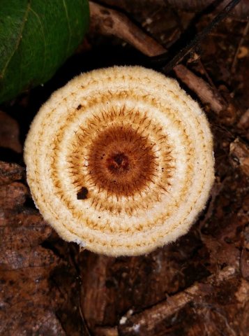 Crinipellis zonata (Peck) Sacc 789547