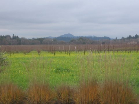 DryCreekValley