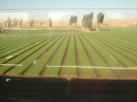 From train window in Salinas Valley