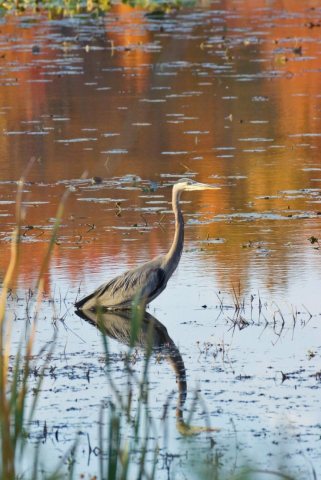 North Chagrin heron