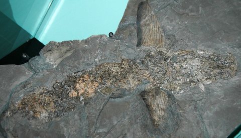 Cladoselache fyleri fossil