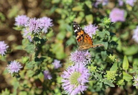 Painted lady on mountain coyote mint near