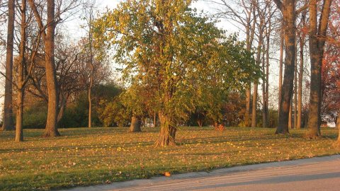 Mathew Mound from Oak Road