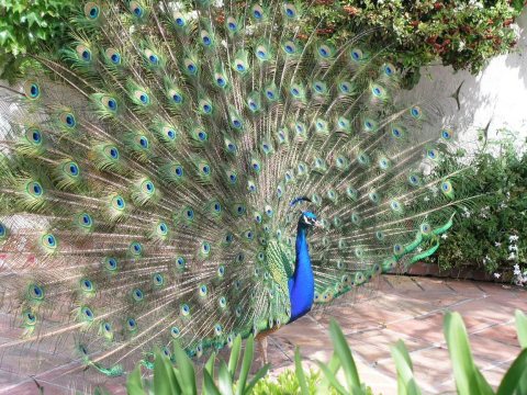 Wild Peacock in California