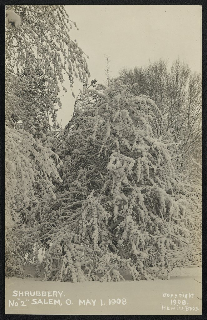 Shrubbery