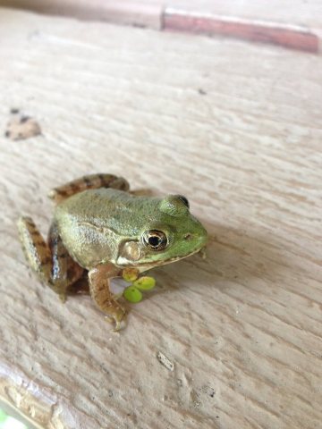 Northeast Ohio Green Frog