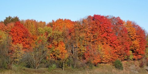Fall colors (26 October 2024) (Brunswick, Ohio, USA) 2