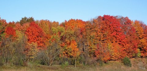 Fall colors (26 October 2024) (Brunswick, Ohio, USA) 1