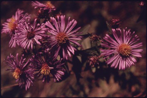 CLOSEUP OF NEW ENGLAND ASTER (NOVAE ANGLICAE) ALONG RIVERVIEW ROAD AT SNOWVILLE ROAD NEAR BRECKSVILLE AND CLEVELAND... …