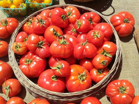 Fortuna Farmers Market Tomatoes