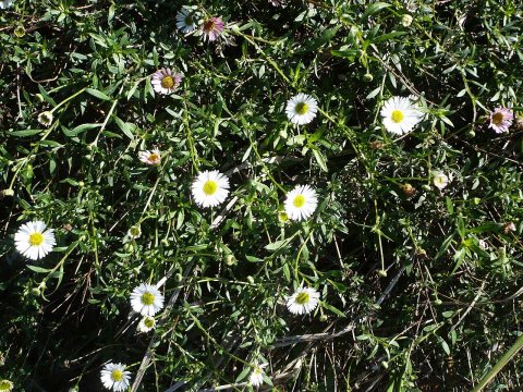 White flowered bush
