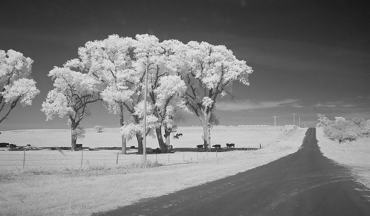 Cattle near