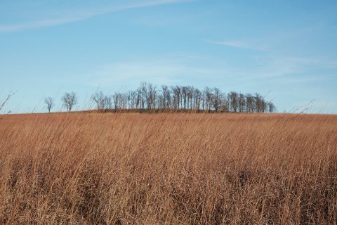 Scene in the Joseph H. Williams Tallgrass Prairie Preserve, owned and managed by the Nature Conservancy near the town o…