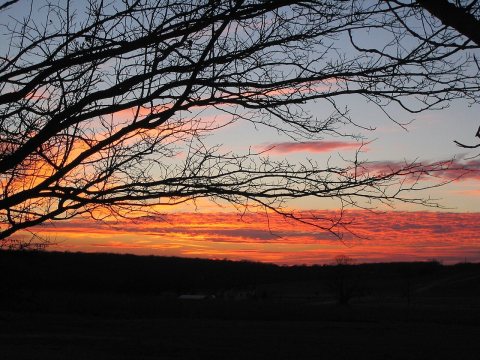 Sunset Follows the Branches