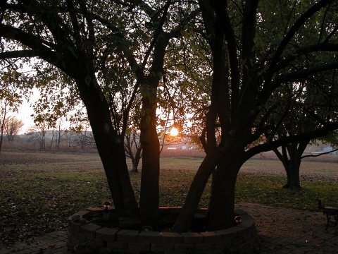 Sunset Framed by Trees