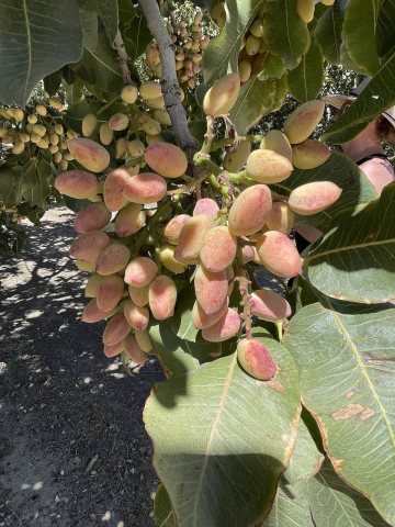 Pistachios in Coalinga - September 2023 - Sarah Stierch 02