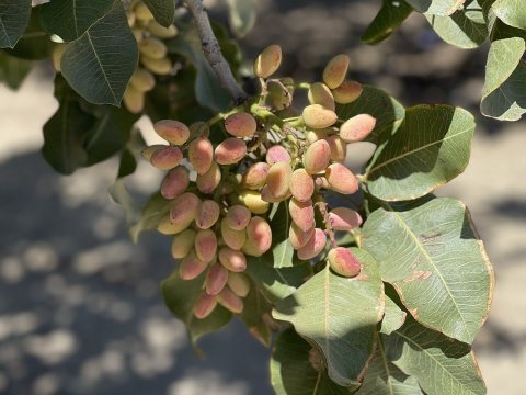 Pistachios in Coalinga - September 2023 - Sarah Stierch 03