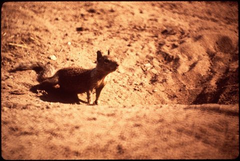 PLANES (USED BY CALIFORNIA FARM COMMISSION) DROP POISONED GRAIN ON ACTIVE SQUIRREL COLONIES IN ORDER TO PROTECT AREA BA…