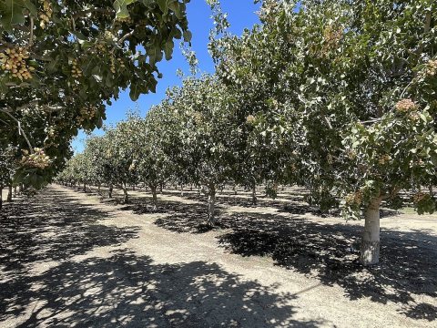 Pistachios in Coalinga - September 2023 - Sarah Stierch 01