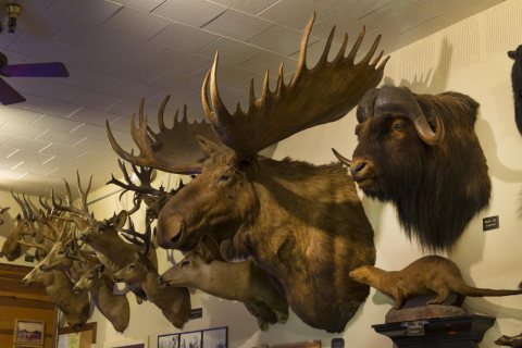Foster's Bighorn Bar and Restaurant