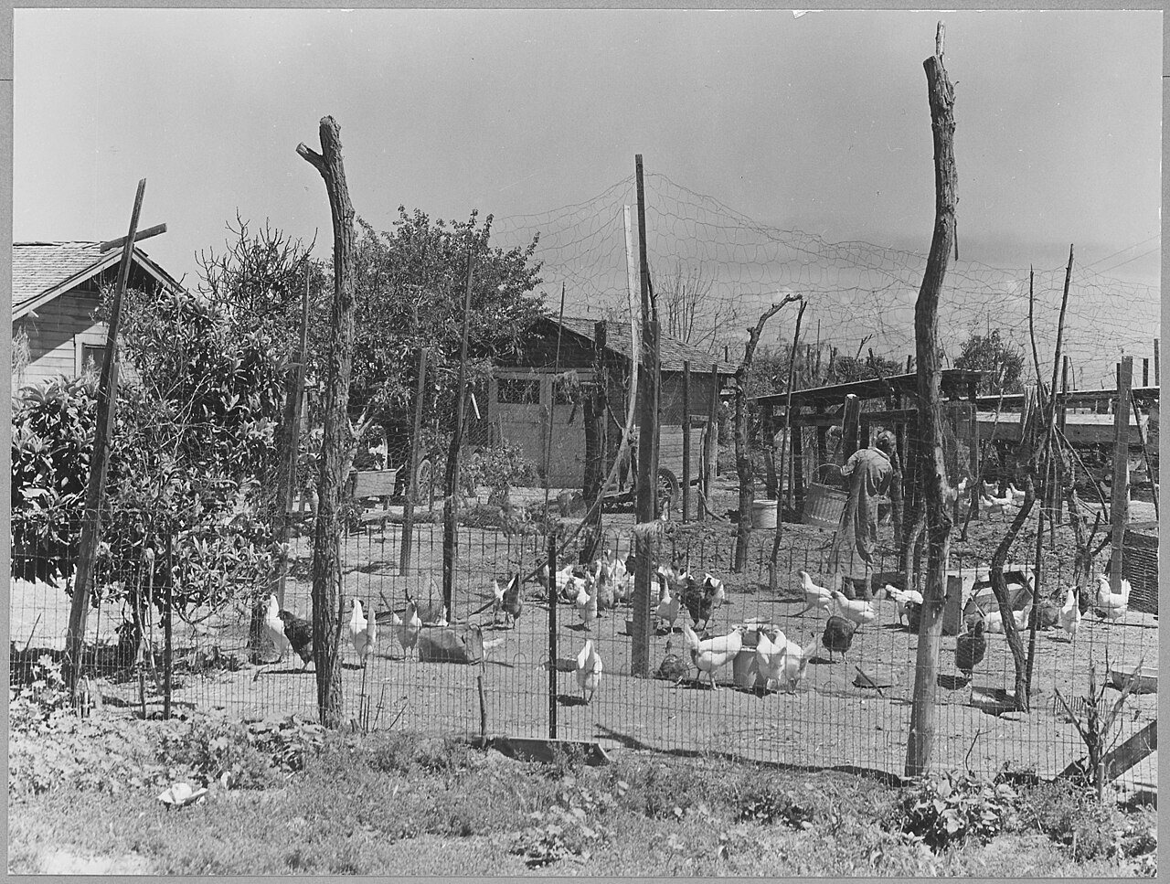 McFarland, Kern County, California. Raising of Chickens is a primary enterprise in these rural shack