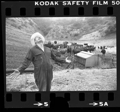 Raleigh Waller, cattle rancher, welcoming rain fall during drought in Covina, Calif., 1976