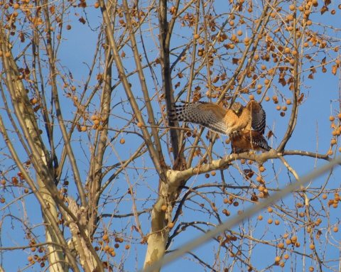 Buteo lineatus mating