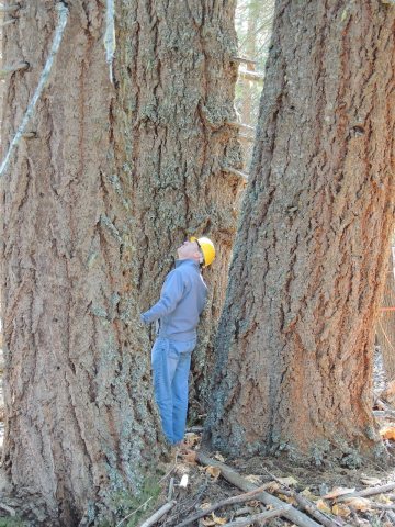 Big Trees