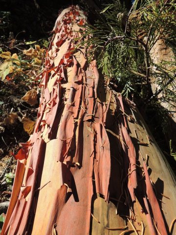 Tree in