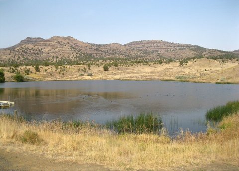 Cavender swart odfw