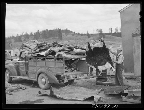Seneca, Oregon. Loading cattle hides onto truck