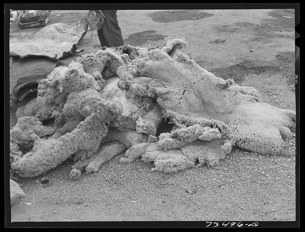 Seneca, Oregon. Sheepskins