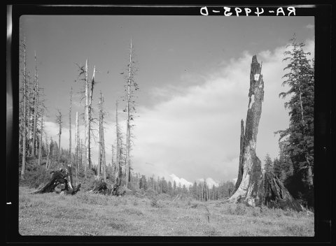 Untitled photo, possibly related to: Logging and fire have devastated this once virgin stand of fir, spruce and cedar a…