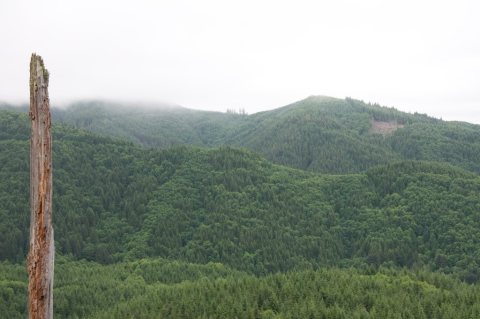 Garibaldi