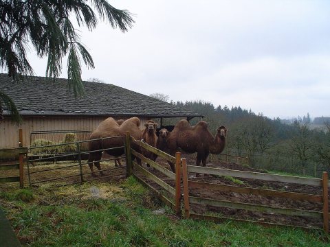 Camels in oregon 1 08