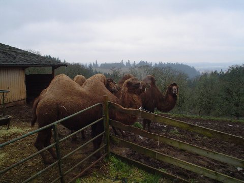 Camels in oregon