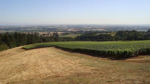 Wine Country of the Dundee Hills, Oregon