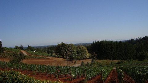Wine Country in Oregon Dundee Hills